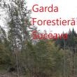 Tăieri ilegale dintr-o pădure privată, administrată de un ocol silvic privat