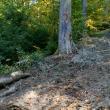 Tăieri ilegale de arbori, depistate într-o pădure din comuna Moldoviţa