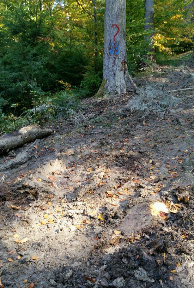 Tăieri ilegale de arbori, depistate într-o pădure din comuna Moldoviţa