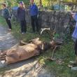 Cerbul venit sa moara printre oameni, in Campulung Moldovenesc