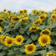 Producţia de floarea-soarelui a atins aproape 4.000 de kg boabe la hectar