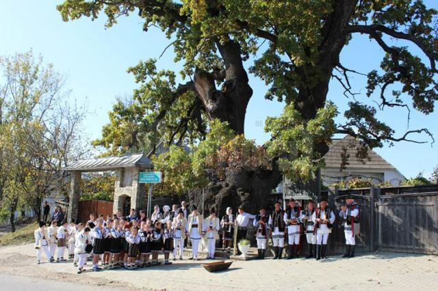 Valoarea arborilor multiseculari şi importanţa stejarului din Cajvana, evidenţiate în cadrul unui simpozion