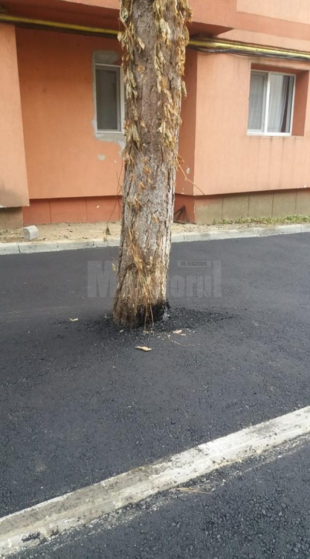 Copacul asfaltat