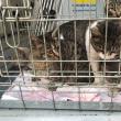 Pisicile ajunse la un medic veterinar care încearcă să le salveze