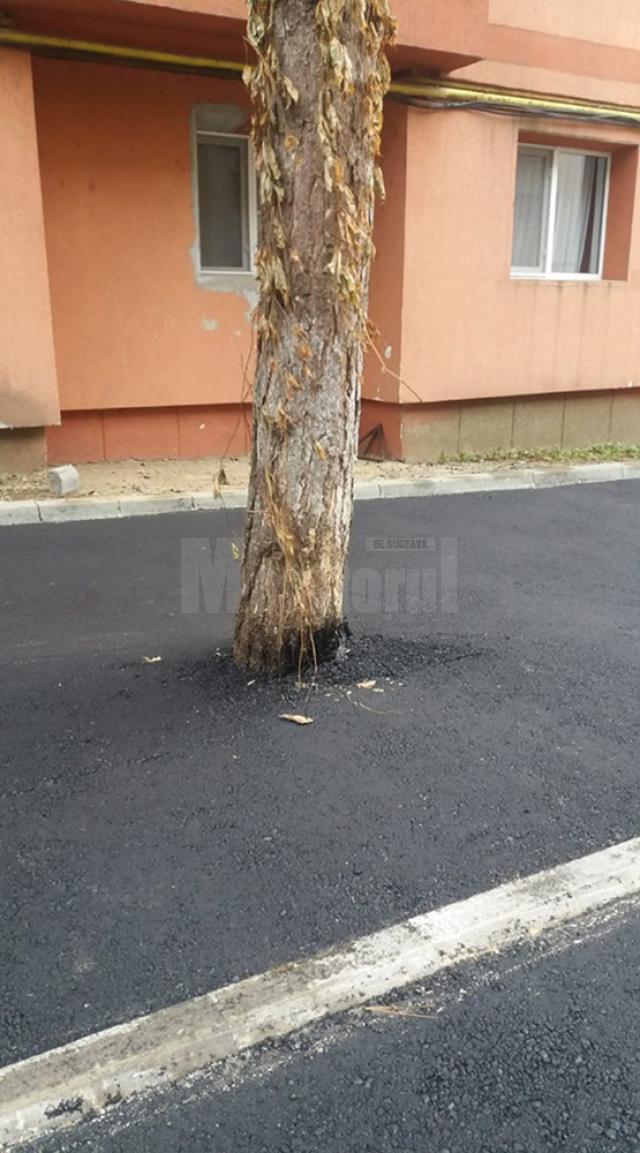 Asfalt turnat în jurul copacului
