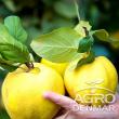 Pomi fructiferi, într-o bogată diversitate de soiuri, pot fi comandați de pe AgroDenmar.ro