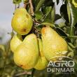 Pomi fructiferi, într-o bogată diversitate de soiuri, pot fi comandați de pe AgroDenmar.ro
