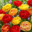 Bulbi de flori cu reducere de până la 50% și transport gratuit, la achiziții de 150 de lei, pe AgroDenmar.ro