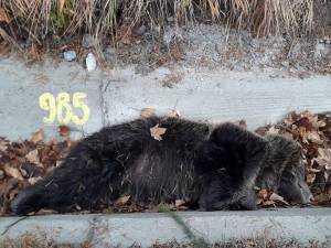 Urs de 50 de kg, mort pe marginea străzii, la Iacobeni