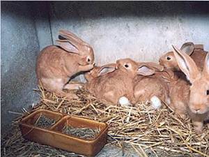 „Vor creşte iepuri de casă”