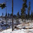 Peste 500 de cioate de arbori tăiați ilegal, descoperite pe raza Ocolului Silvic Cârlibaba