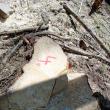 Peste 500 de cioate de arbori tăiaţi ilegal, descoperite pe raza Ocolului Silvic Cârlibaba