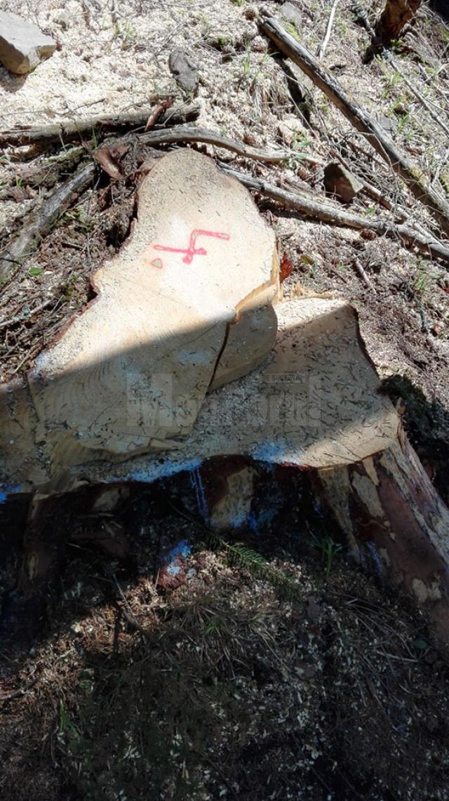Peste 500 de cioate de arbori tăiaţi ilegal, descoperite pe raza Ocolului Silvic Cârlibaba