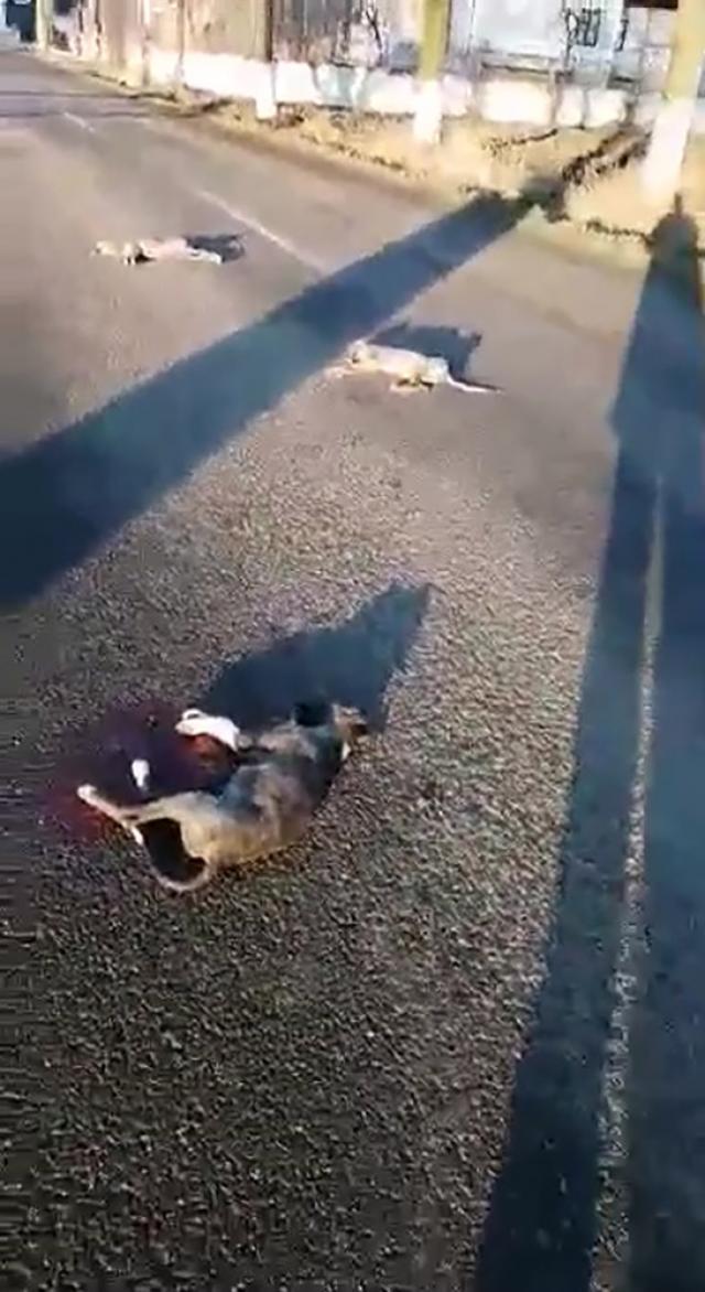 Imagini şocante, cu câini împuşcaţi, aliniaţi pe şosea