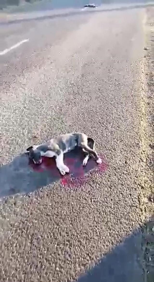 Imagini şocante, cu câini împuşcaţi, aliniaţi pe şosea