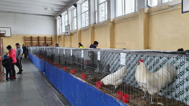 Expoziţie cu aproape 400 de păsări şi mamifere mici de curte, organizată la Colegiului Tehnic „Petru Muşat” Suceava