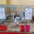 Expoziţie cu aproape 400 de păsări şi mamifere mici de curte, organizată la Colegiului Tehnic „Petru Muşat” Suceava