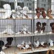 Expoziţie cu aproape 400 de păsări şi mamifere mici de curte, organizată la Colegiului Tehnic „Petru Muşat” Suceava