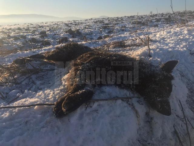 Mai mulţi câini au fost împuşcaţi mortal pe un câmp din apropiere de Arbore