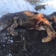 Mai mulţi câini au fost împuşcaţi mortal pe un câmp din apropiere de Arbore