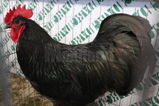 Gripă aviară în Maramureș; Suceava interzice comercializarea păsărilor în târgurile de animale