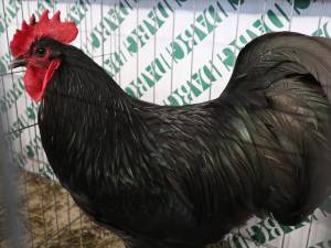 Comercializarea păsărilor în târgurile de animale din județul Suceava a fost interzisă