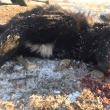Câinii de la Clit - Arbore şi Sasca Mică au murit după ce au fost „îndopaţi” cu alice