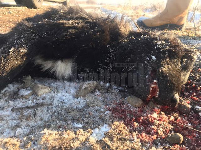 Câinii de la Clit - Arbore şi Sasca Mică au murit după ce au fost „îndopaţi” cu alice
