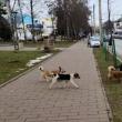 Haită de câini vagabonzi, pe strada Universității