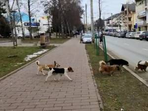 Haită de câini vagabonzi, pe strada Universității