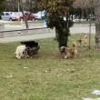Câinii vagabonzi, prezenți în număr mare pe străzile Sucevei