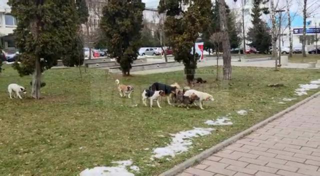 Câinii vagabonzi, prezenți în număr mare pe străzile Sucevei