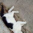 Pisici şi câini morți în chinuri, otrăviți, pe străzile din Siret