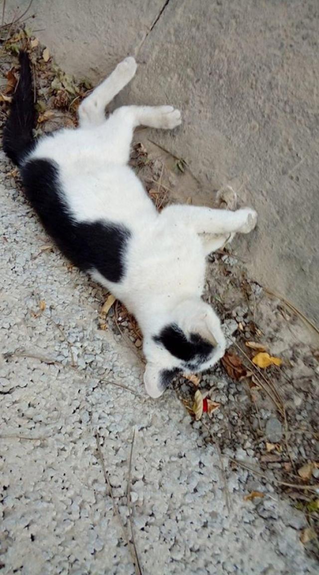 Pisici şi câini morți în chinuri, otrăviți, pe străzile din Siret