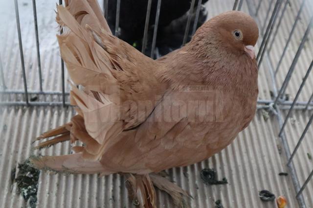 Peste 1.500 de porumbei, găini și iepuri de rasă vor fi admiraţi la Expoziția regională „Cupa Moldovei”