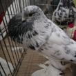 Peste 1.500 de porumbei, găini şi iepuri de rasă şi alte vietăţi de curte, la Expoziţia regională „Cupa Moldovei”
