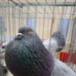 Peste 1.500 de porumbei, găini şi iepuri de rasă şi alte vietăţi de curte, la Expoziţia regională „Cupa Moldovei”
