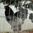 Găinile şi cocoşii de rasă, o prezență interesantă la Cupa Moldovei