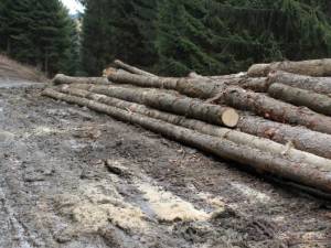lemn taiat ilegal