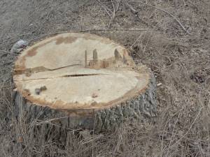 Bărbat din Cârlibaba, cercetat pentru că ar fi tăiat ilegal 48 de arbori
