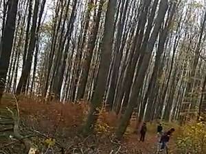 Trei indivizi se văd în preajma exploatării, încercând să sustragă lemn gata tăiat