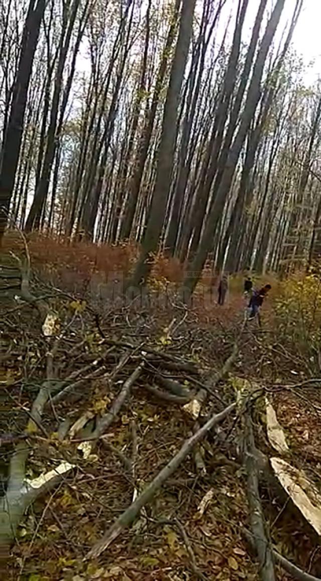 Trei indivizi se văd în preajma exploatării, încercând să sustragă lemn gata tăiat