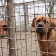 Aproape 5.000 de câini au fost strânși de pe străzile Sucevei în ultimii patru ani, fiind duși la adăpostul din lunca Sucevei