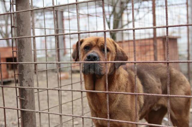 Aproape 5.000 de câini au fost strânși de pe străzile Sucevei în ultimii patru ani, fiind duși la adăpostul din lunca Sucevei