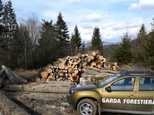 Confiscari de masă lemnoasă și sancțiuni aplicate de Garda Forestieră Suceava