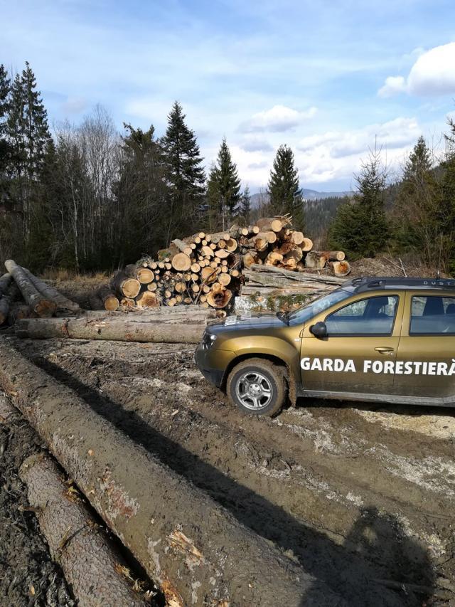 Garda Forestieră Suceava a confiscat peste 2.000 de mc de masă lemnoasă, în ultimele două săptămâni