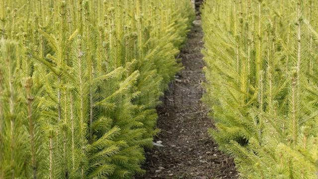 Direcția Silvică Suceava plantează șase milioane de puieți în campania de împăduriri de primăvară