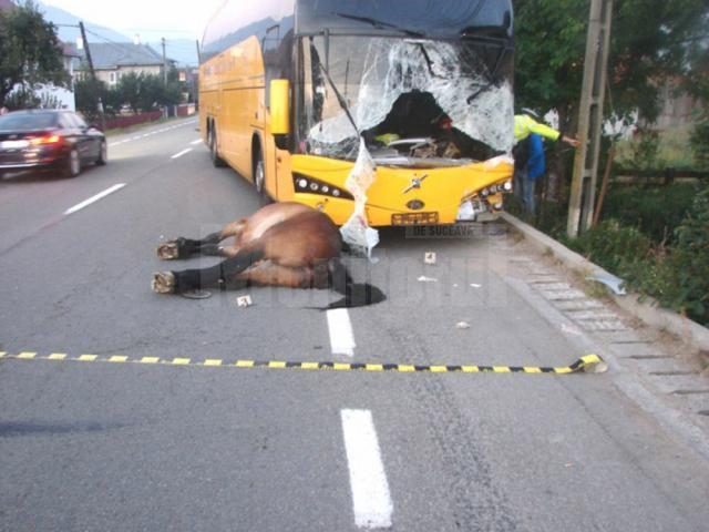 Calul a ieşit în drum, în faţa unui autocar, şi a provocat un accident mortal
