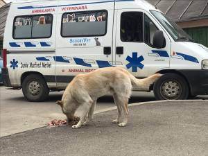 O asociație strânge fonduri pentru a hrăni câinii rămași singuri pe străzile Sucevei