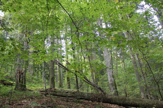 Prin recoltarea lemnului se asigură securitatea sanitară a pădurilor, regenerarea acestora, finanțarea pazei și a administrării pădurilor